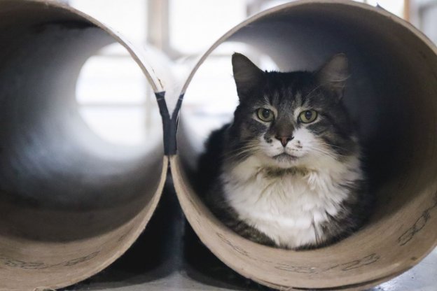 Identifying the 5 Types of Tabby Cat Markings