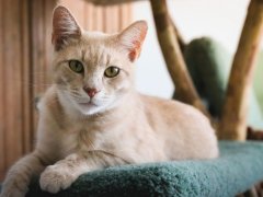 Orange Tan Striped Tabby Cat Laying Lounging On Green Carpet Cat Tree