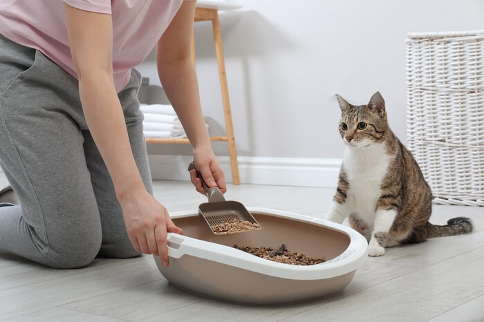 An image illustrating poor hygiene and a messy litter box, emphasizing the importance of regular cleaning and maintenance for a cat's litter box.