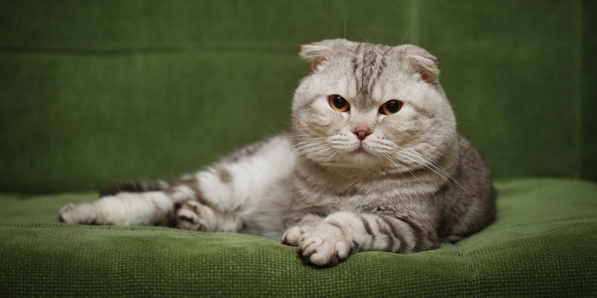 Scottish Fold Facts - Wisdom Panel™ Cat Breeds