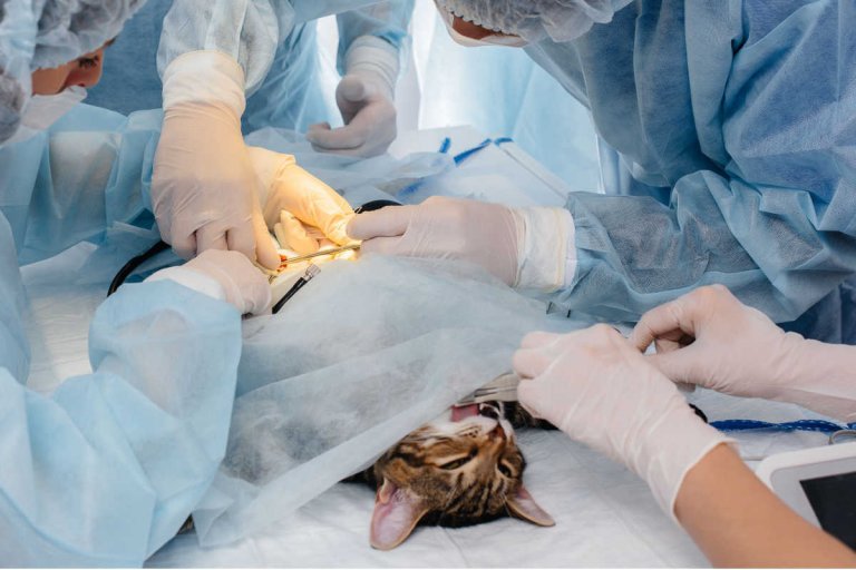 Diaphragmatic Hernia In Cats (Abnormal Diaphragm Opening) Cats.com