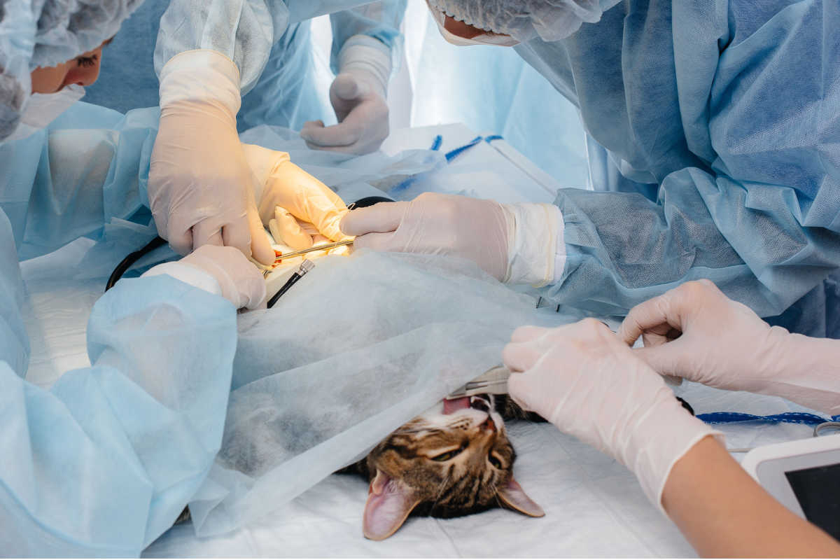 cirugía de gato