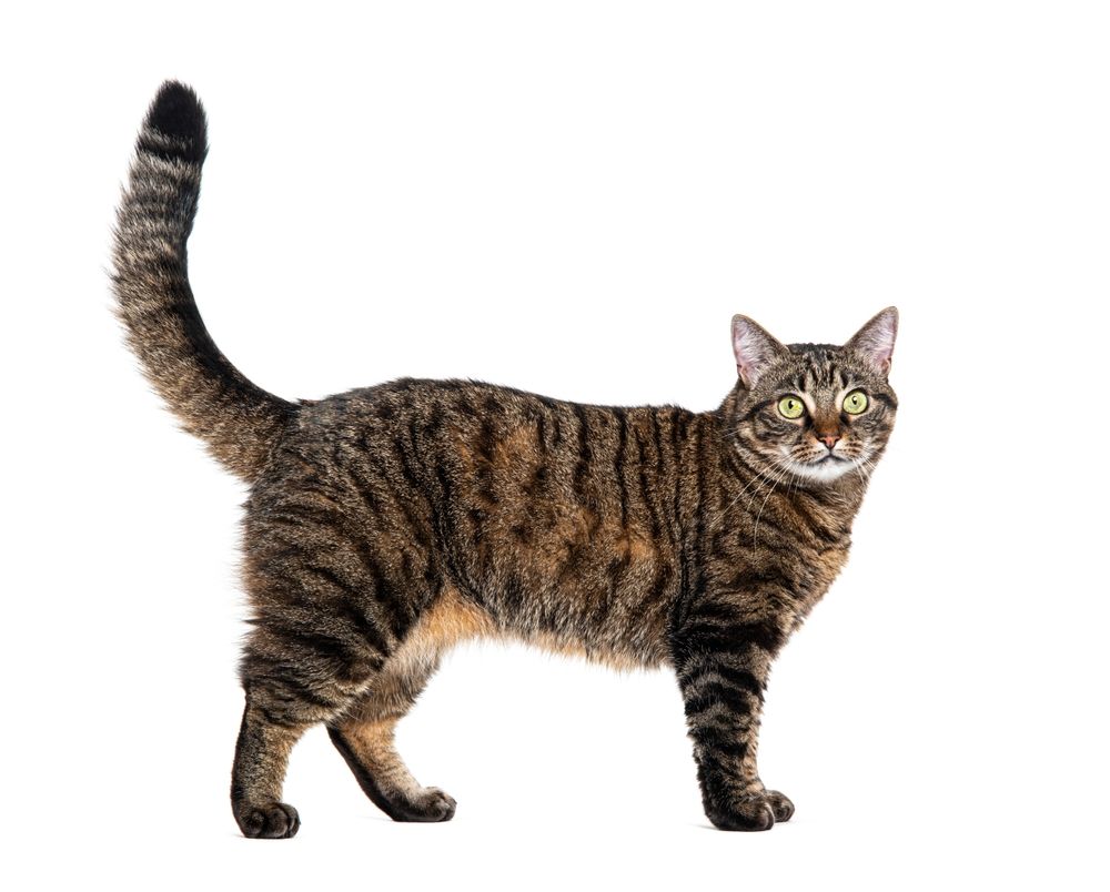 Side view of a tabby crossbreed cat standing