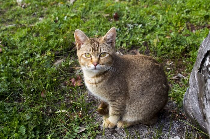 A ticked tabby cat, showcasing the unique coat pattern of this feline breed.