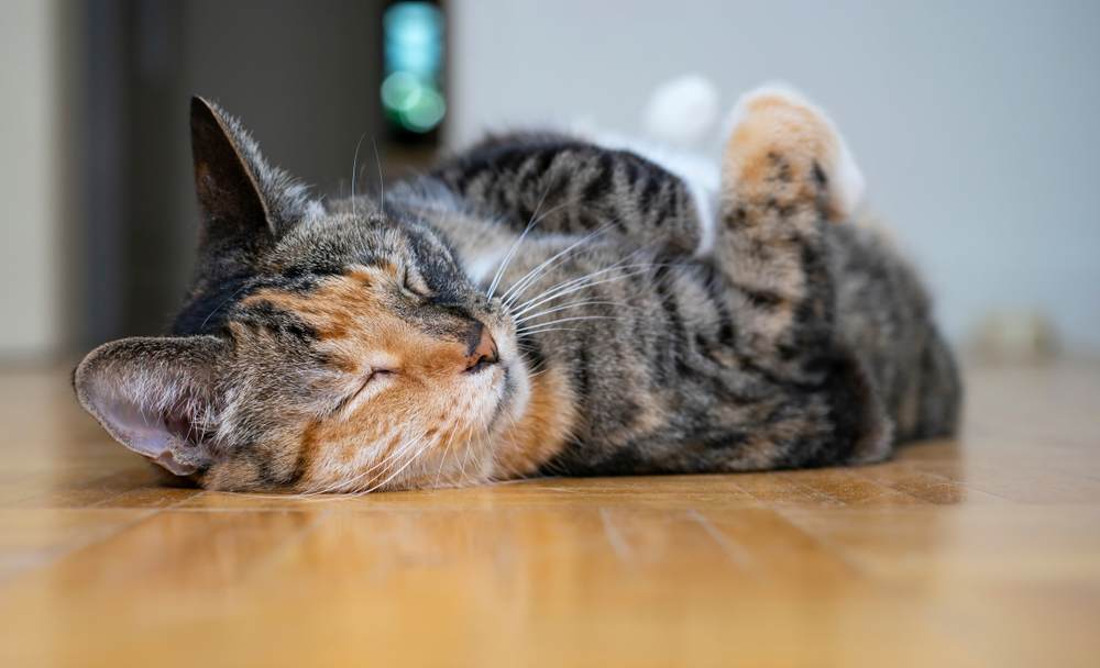 Torbie cat lying on its back and sleeping on the floor.