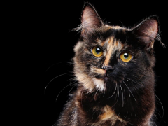 A comparison between tortoiseshell and calico cats