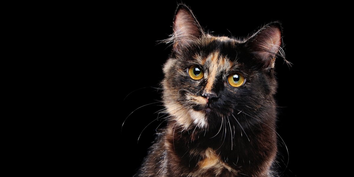 Tortoiseshell Versus Calico Cats: What's The Difference Between Them? - Cats .com