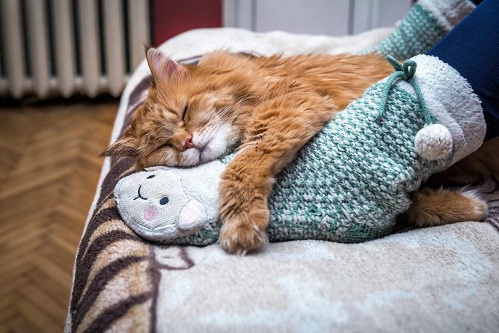 The image conveys a familiar and heartwarming scene of a cat peacefully sleeping on a person.
