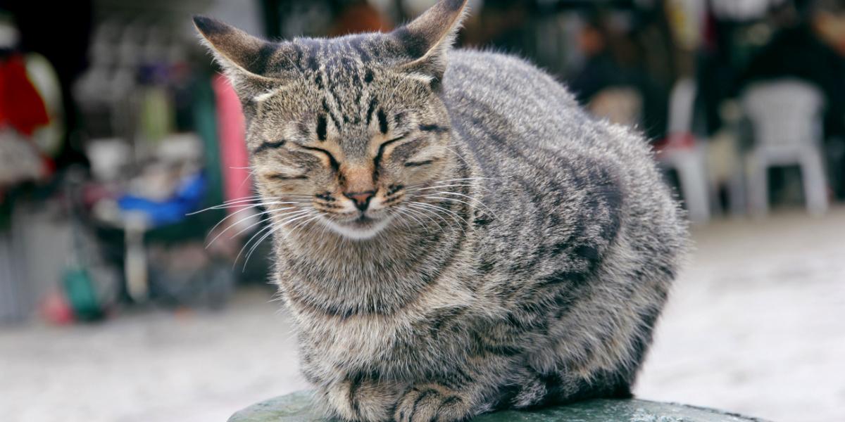 Why Do Cats Blink? (Cat Behaviorist Solutions) - animalonly.com