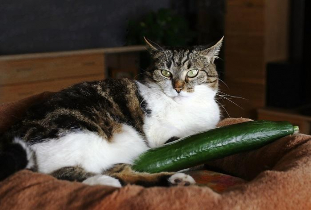 View of Can Cats Eat Cucumbers? - Cats.com