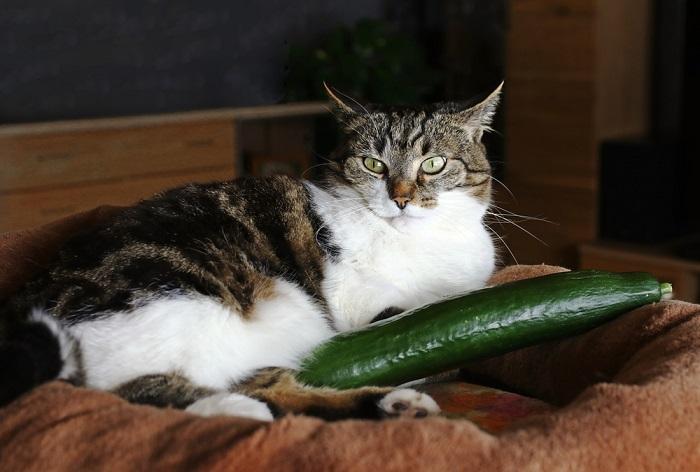 Picture of a cat sitting near a cucumber, showcasing the feline's calm and curious demeanor