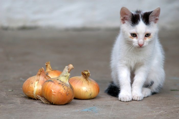 An image of a cat near an onion