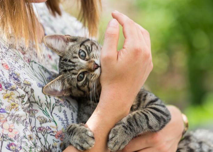 An image illustrating a cat biting a girl's hand.