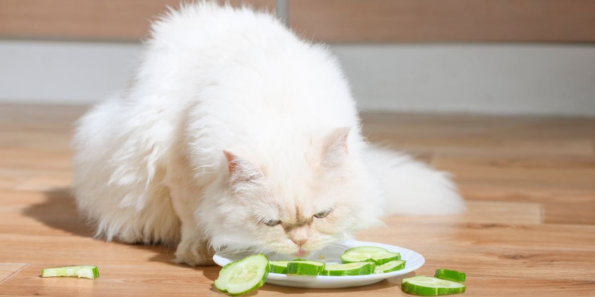 Image featuring a cat and a cucumber, capturing a feline's reaction to a cucumber