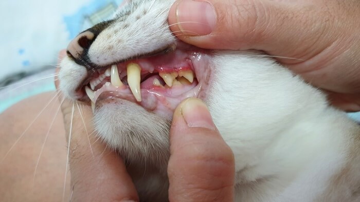 Person inspecting a cat's mouth