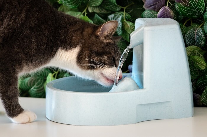 An image showcasing a cat in the process of drinking water from a bowl. 