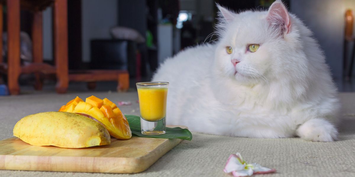 Image illustrating a cat eating mango, prompting discussions about the compatibility of this fruit with a cat's diet and potential effects