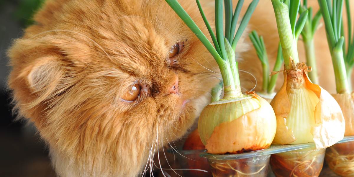 An image illustrating a cat eating an onion, highlighting the potential dangers and toxicity of onions for feline health