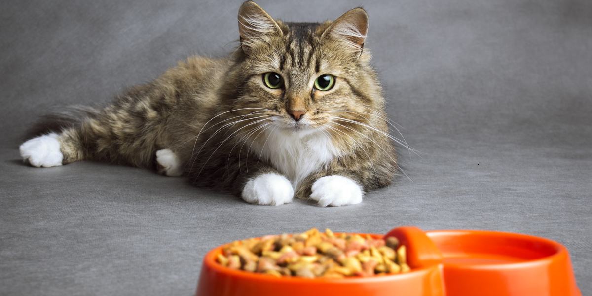 Best Fish-Free Cat Foods for Sensitive Cats featured image