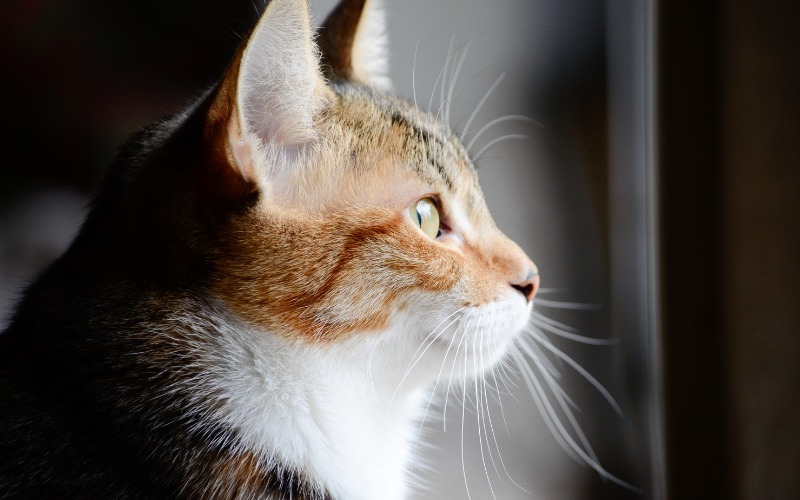 A curious cat looking out of a window, observing the world beyond.