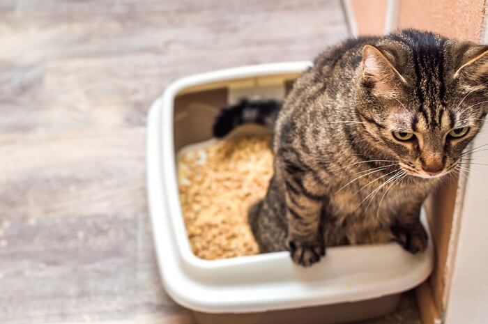 Cat standing in litter box