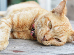 A somber-looking cat with droopy eyes and a lethargic posture, showing signs of illness or discomfort.