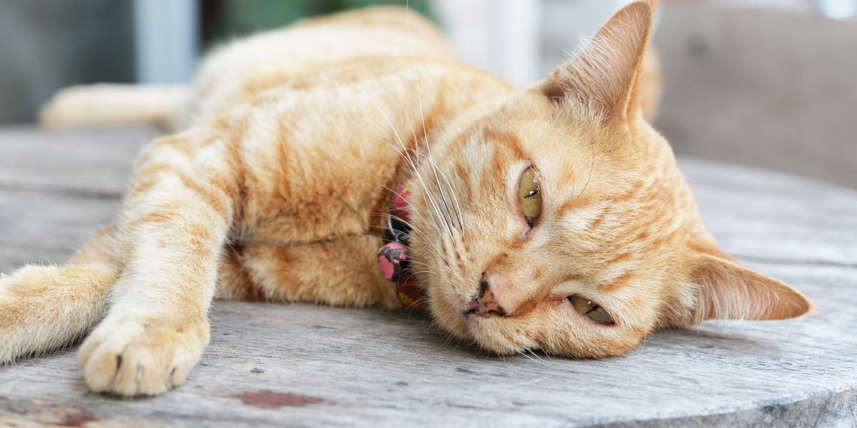An image depicting a cat in a weakened state, displaying signs of illness.