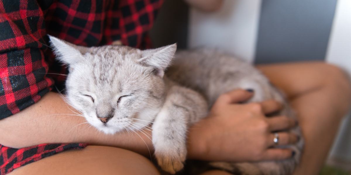 A peacefully slumbering cat is nestled cozily on a person's lap, basking in the warmth and comfort provided. 