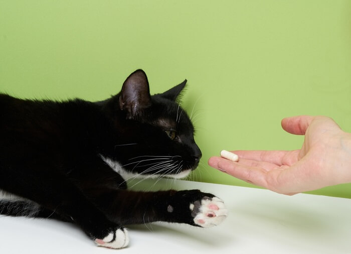 omeprazole for cats dosage
