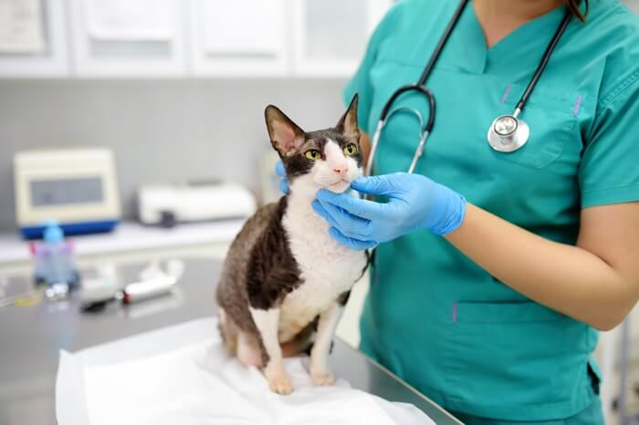 Image illustrating a cat undergoing veterinary examinations. 