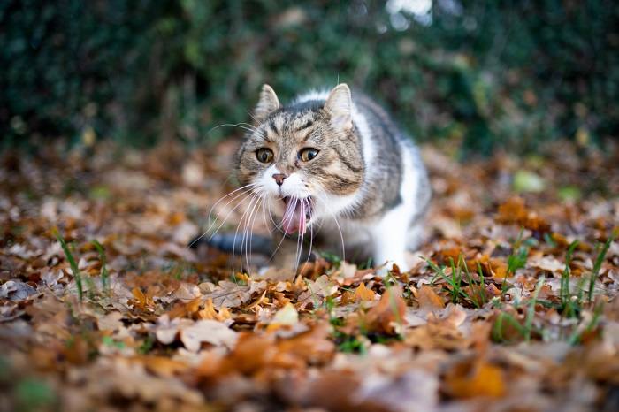 Cat vomiting a shop lot of clear liquid