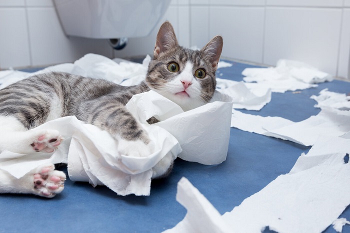 A playful and mischievous cat engaging in a delightful game with unraveling toilet paper, embodying the spirited antics that often bring joy and laughter to a cat-loving household.