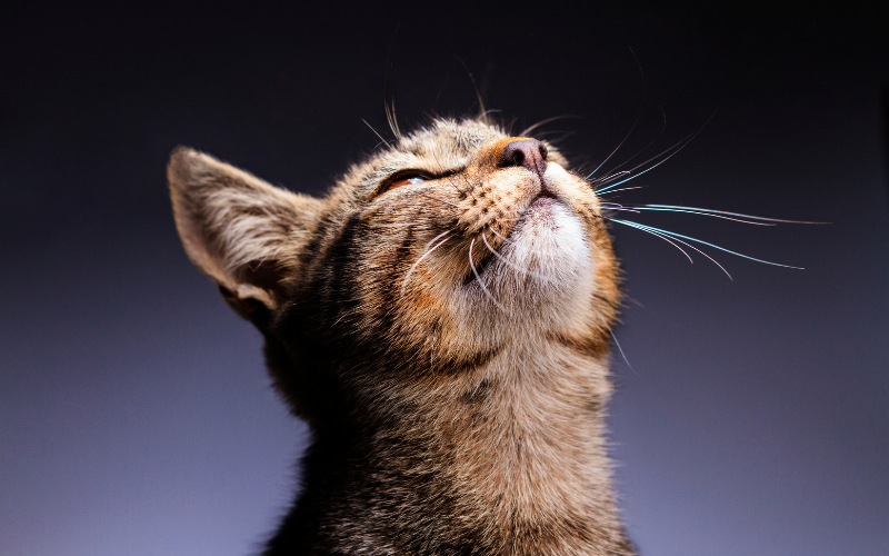 Un estudio muestra que los gatos pueden comunicar su angustia con enfermedades falsas