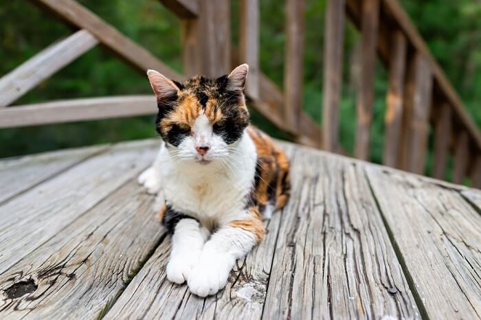 Methimazole store cat vomiting