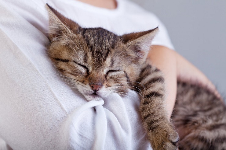 Adorable image of a kitten hugging a stuffed toy affectionately, capturing a heartwarming display of innocence and playfulness.