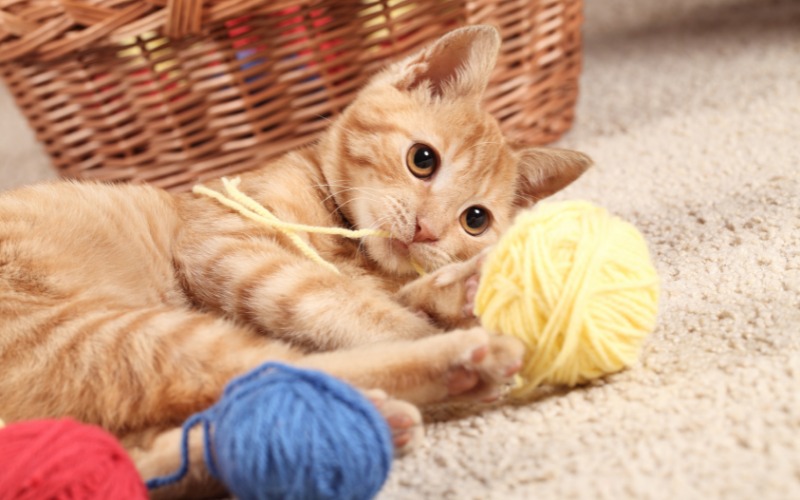 Delightful image of a kitten playing with yarn, showcasing youthful energy and natural feline curiosity.