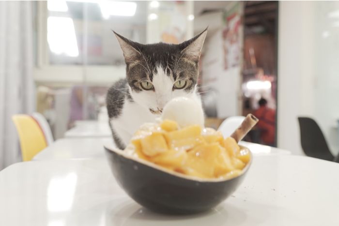 A dish of mango ice cream, raising considerations about its suitability for cats' consumption and potential effects on their health