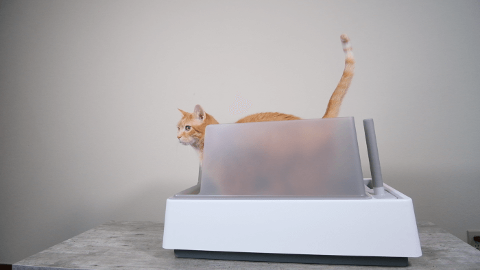 cat in high sided uncovered litter box