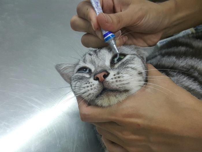 Eye ointment outlet for cats