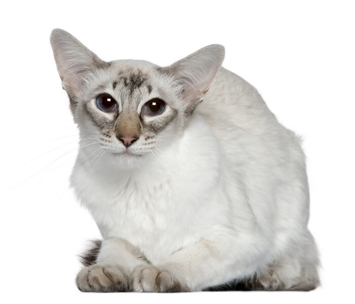 Image of a white Balinese cat, recognized for its silky coat and elegant appearance, sitting gracefully and exuding an air of purity and charm.