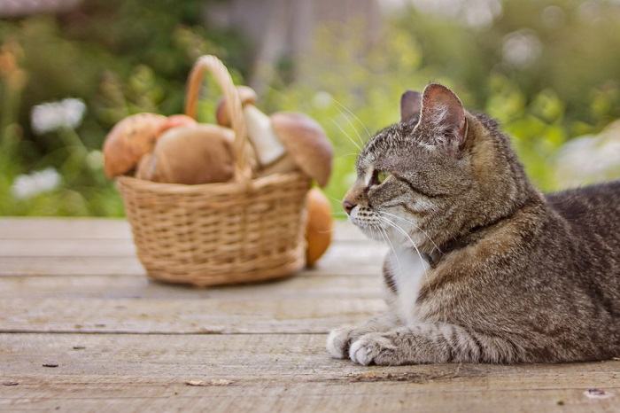 A cat calmly sitting near a mushroom placed in a basket