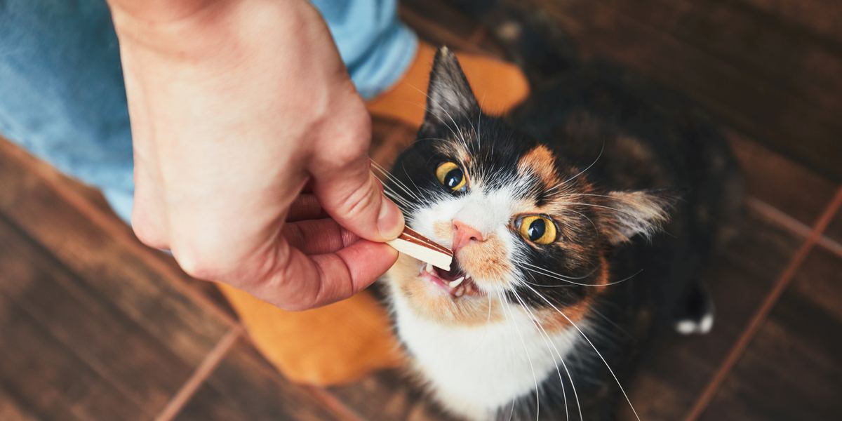 Cómo entrenar a tu gato en 5 sencillos pasos (escrito por un conductista animal)