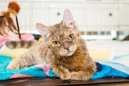 Cerebellar Hypoplasia (Wobbly Cat Syndrome) in Cats: Causes, Symptoms, & Treatment