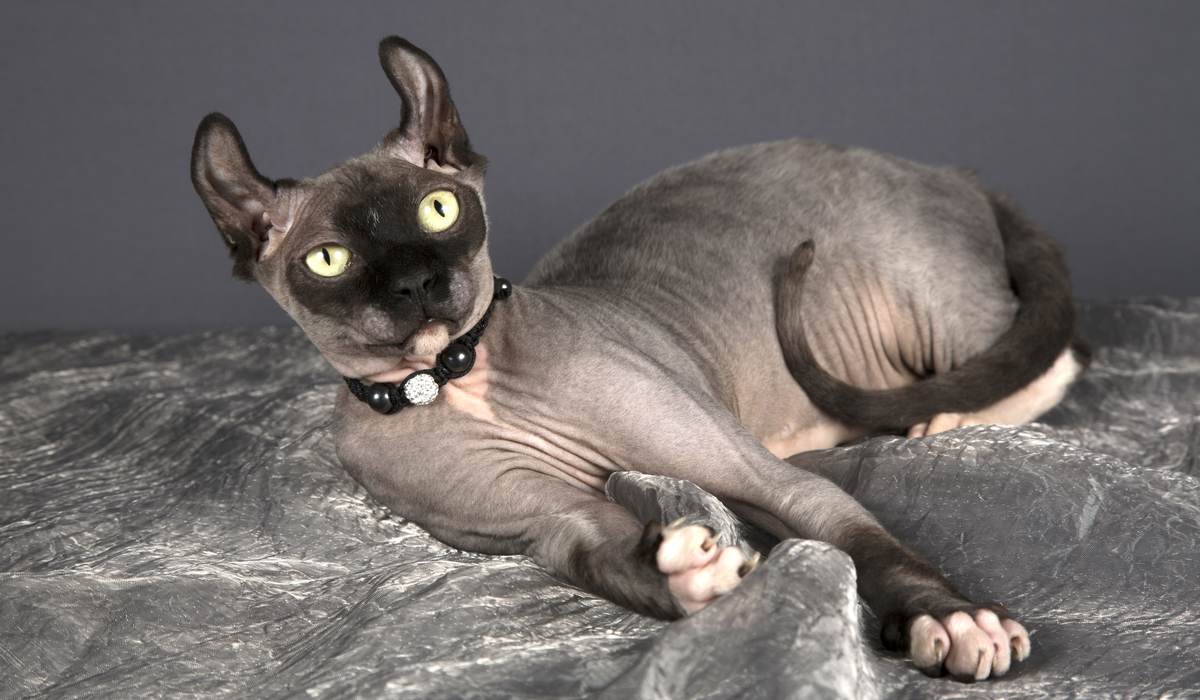 Image of a Dwelf cat, a breed known for its hairlessness, short legs, and distinct features, sitting in a captivating and unique pose.