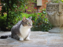Grey & White Short Hair Tuxedo & Brown Tabby Cats Outside Outdoors