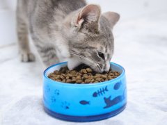 Grey White Tabby Striped Kitten Eating Instinct Original Kitten Grain Free Recipe With Real Chicken Dry Kibble Cat Food