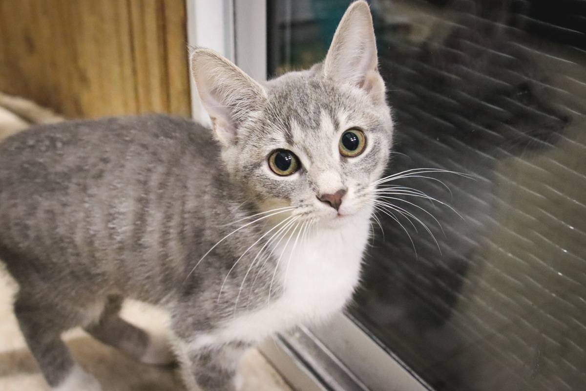 Grey White Tabby Striped Kitten Indoors