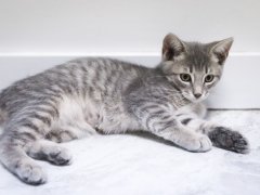 grey and white kitten
