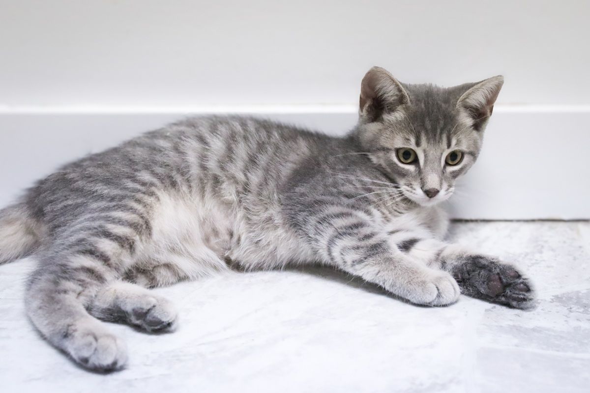 grey and white kitten
