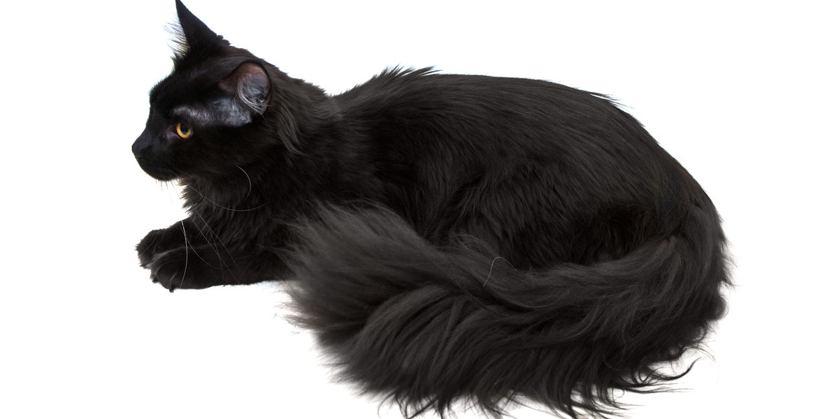 Majestic black Maine Coon cat with its impressive size, tufted ears, and bushy tail